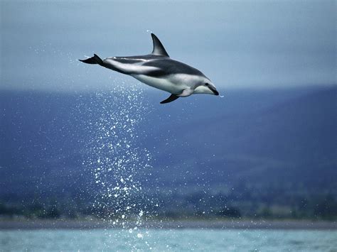 A Leaping Dusky Dolphin, New Zealand - hqworld.net - high quality sport and celebrity photos ...