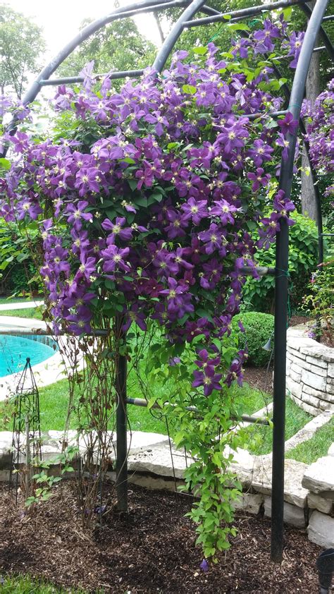 Purple Clematis Jackmanii climbing a trellis - an attractive way to ...