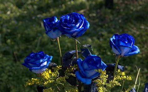 roses in blue