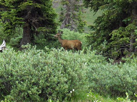 Mule Deer in Colorado | Pics4Learning