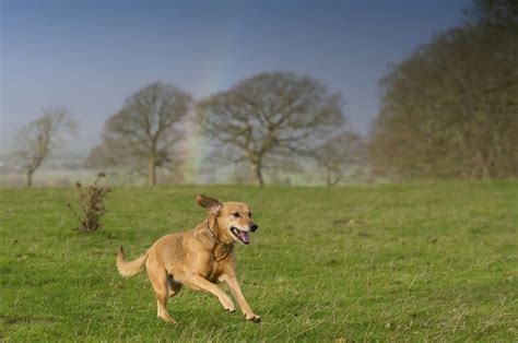 What is the rainbow bridge and why do we think dead pets cross it? - The Washington Post