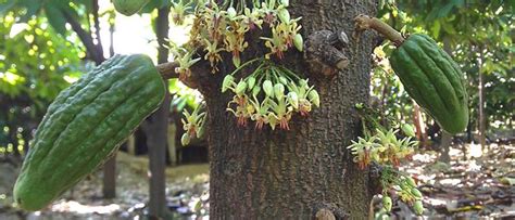 Optimizing cacao pollination for higher yields