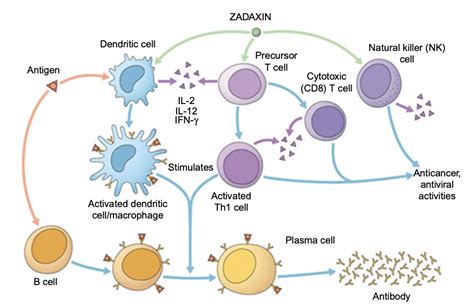 Thymosin Alpha-1: The Immune System Boosting Peptide | Jay Campbell