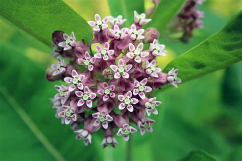 Spreading Milkweed, Not Myths. Monarch butterflies lay their eggs on… | by U.S. Fish and ...