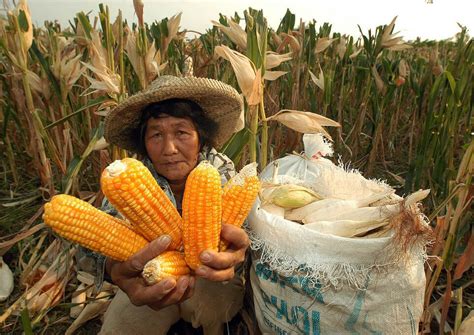 GMO farming grows to record 457 million acres in 26 countries worldwide ...