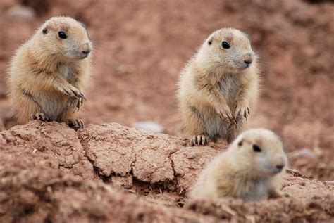 Baby Marmots | Flickr - Photo Sharing!