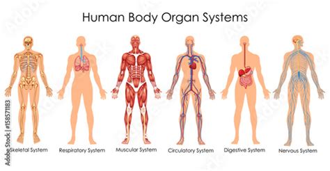 "Medical Education Chart of Biology for Human Body Organ System Diagram" Stock image and royalty ...