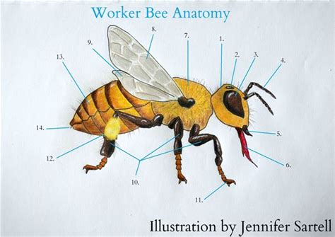 Drone Bee Diagram