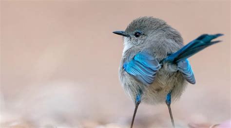 Splendid Fairy Wren Fun Facts - Love Wild Animals