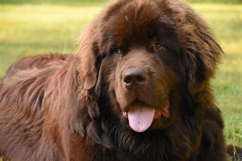 Brown Newfoundland Dog: Pictures, Facts & History | Hepper