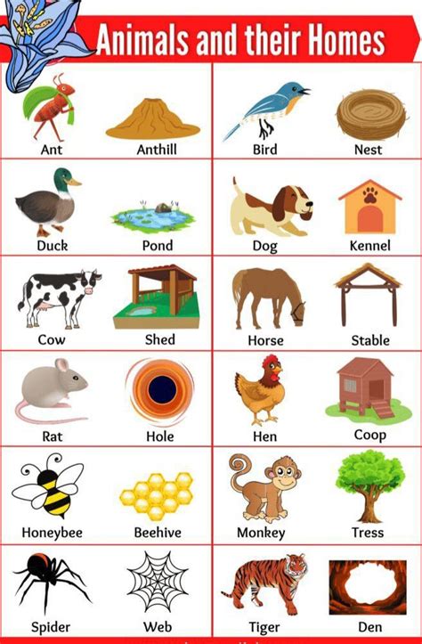 English Vocabulary: Animal Homes (with sound!) | Animals and their homes, English activities for ...