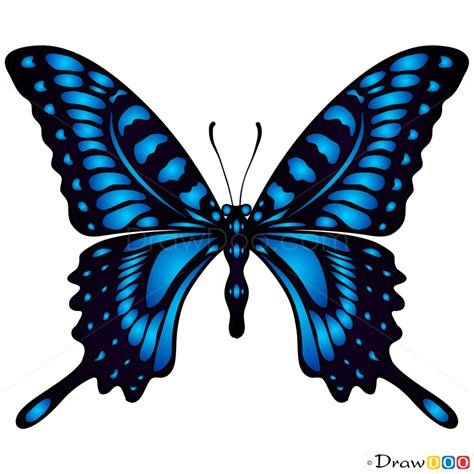 How to Draw Blue Butterfly, Butterflies