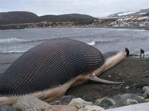 Yes, Beached Whales Really Do Explode - Newsweek