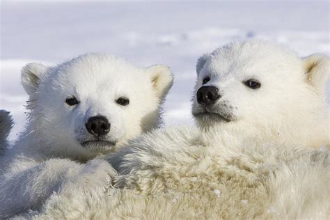 Polar Bear Cubs Ursus Maritimus Photograph by Suzi Eszterhas - Fine Art America