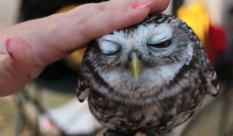 Still want that kitten? The adorable baby owl who LOVES being petted ...