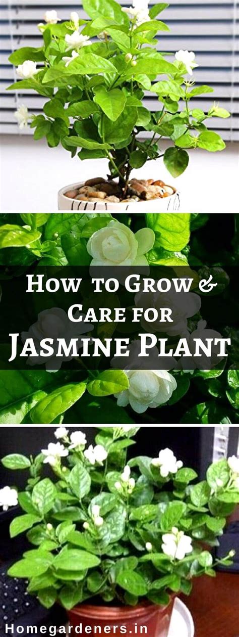 How to Grow and Care for Jasmine Plant? - Home Gardeners | Jasmine plant, Jasmine plant indoor ...