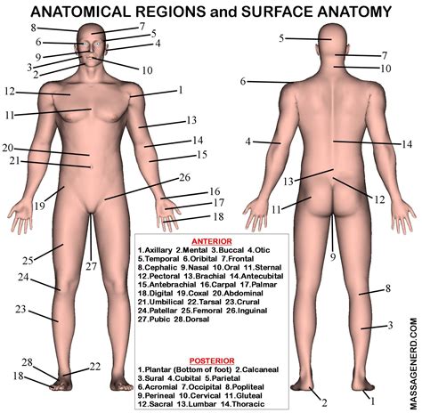 Anatomy - Anatomical Landmarks and Surface Anatomy