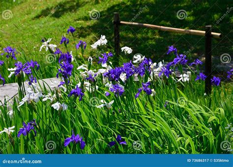 Japanese Iris Garden, Kyoto Japan. Stock Image - Image of flowering ...