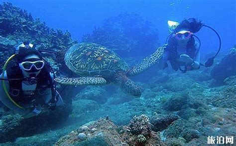 泰国潜水圣地有哪些 泰国有哪些潜水点值得去玩_旅泊网