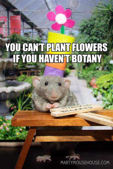 29 Flower Meme That Make You Laugh All Day - Preet Kamal