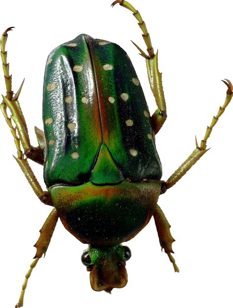 Green Bug PNG Image - PurePNG | Free transparent CC0 PNG Image Library