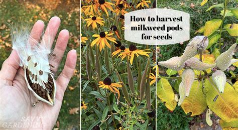 Milkweed Pods: How to Collect and Harvest Milkweed Seeds