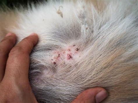 Folliculitis in Dogs - Causes, Symptoms and Treatment