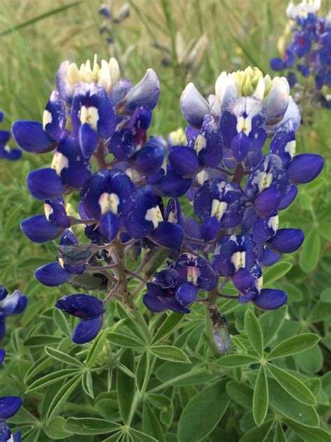 Bluebonnets, the Texas State Flower. | Texas icons, Blue bonnets, Great shots