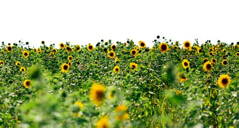 Sunflowers PNG Transparent Images | PNG All