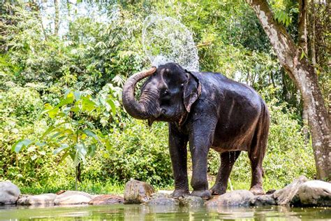 Patuk Cooling down - Phang Nga Elephant Park