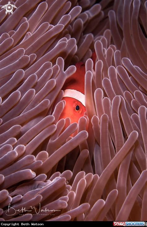 Anemonefish and Anemone | Clown fish, Anemone, Watercolor fish