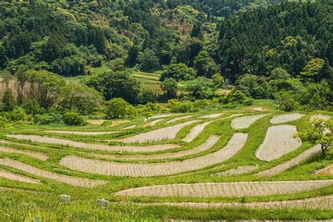 Rice terrace field | Oyama Senmaida: rice terraces in Chiba,… | Prashant Anand | Flickr