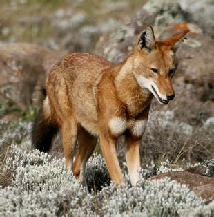 Lobo Etíope | Wiki Reino Animalia | Fandom