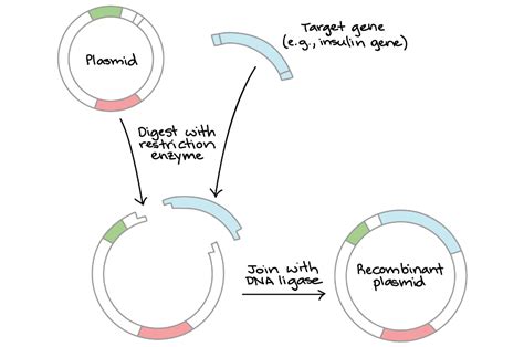 Dna Cloning Questions And Answers