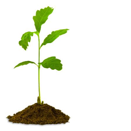 tree growing - Clip Art Library