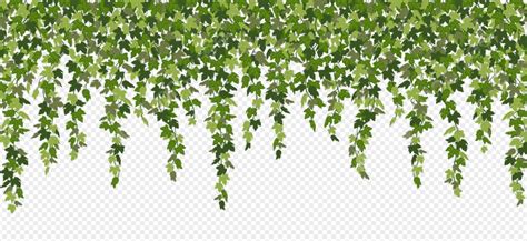 Hedera Helix PNG Transparent Images Free Download | Vector Files | Pngtree