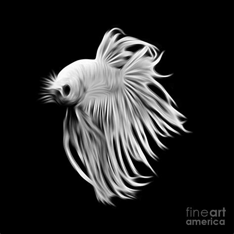 White Betta fish, fighting fish isolated on black background. Digital ...