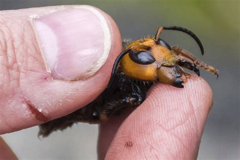 ‘Murder Hornets,’ With Sting That Can Kill, Land In Washington State | Abbotsford News