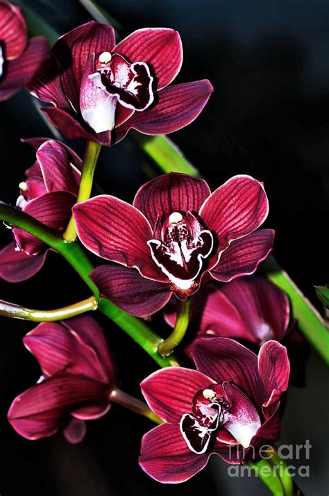 Cascading Red Orchids Photograph by Kaye Menner - Fine Art America