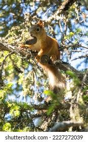 400 Taiga Squirrel Images, Stock Photos & Vectors | Shutterstock