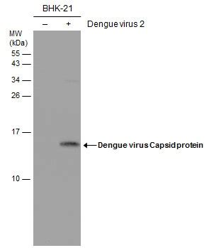 Anti-Dengue virus Capsid protein antibody [GT574] - BSA and Azide free (AB308407) | Abcam