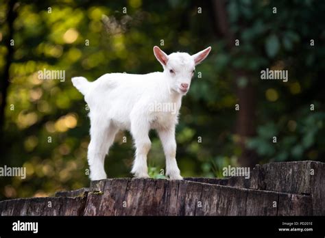 White baby goat standing on tree stump Stock Photo - Alamy