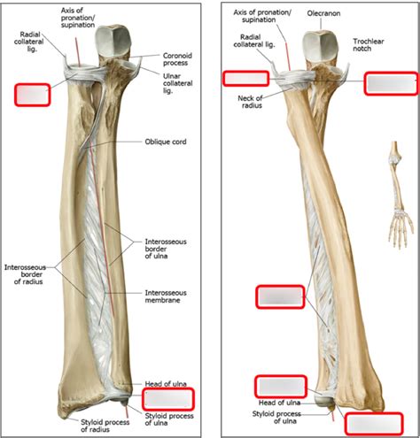 Distal Radioulnar Joint Anatomy