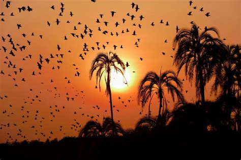 Bird watch in Cameroon – Cameroon Adventures and Tours
