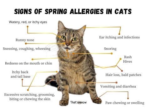 Can cats have seasonal allergies? Yes! Find out the symptoms
