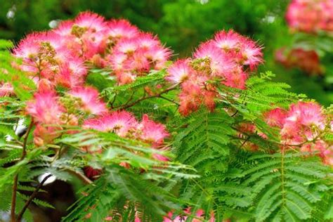 12 Invasive Plants That You Should Rip Out of Your Garden