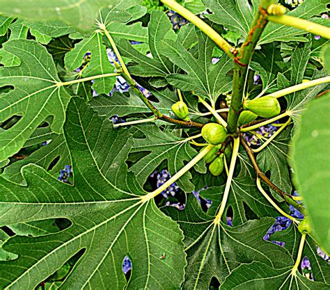 Green Figs Free Stock Photo - Public Domain Pictures