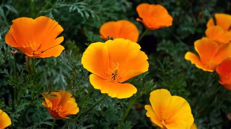 Orange Flowers Wallpapers | HD Wallpapers | ID #5634