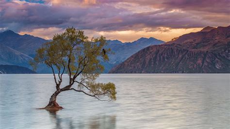 Crack Willow Tree am Lake Wanaka: Der berühmteste Baum Neuseelands ...