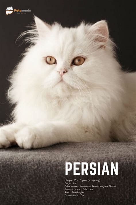 Persian Cat Iran - Pets Lovers